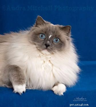 Кошки Рэгдолл с блестками:фотографии кошек Рэгдолл с блестками
