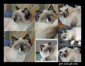 Ragdoll Cats with Blazes:Bilder på Ragdoll Cats with Blazes