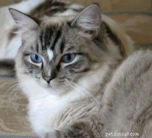ブレイズのあるラグドール猫：ブレイズのあるラグドール猫の写真 