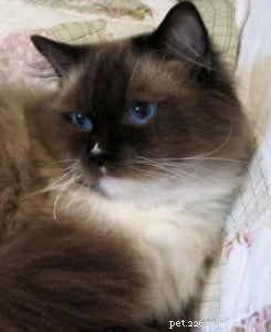 블레이즈를 입은 랙돌 고양이:블레이즈를 든 랙돌 고양이 사진