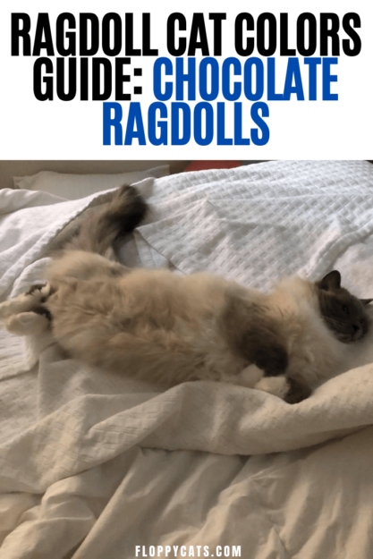 Le chat Ragdoll chocolat