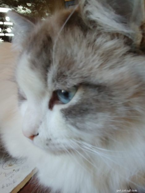 Un chat atteint de PIF peut-il survivre ? Cat FIP ​​Cure – un chat qui a survécu