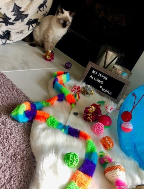 Mara Jade – Ragdoll Kitten of the Month