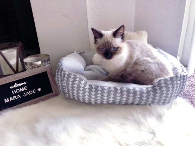 Мара Джейд – котенок месяца породы Рэгдолл