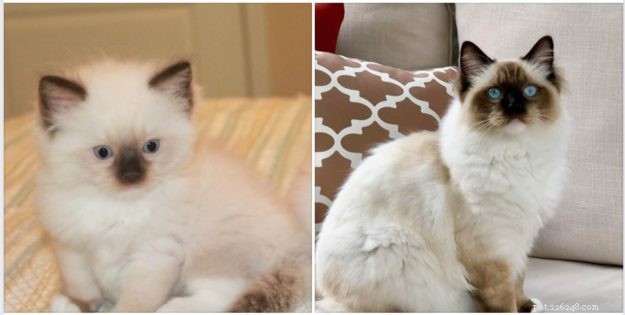Colorpointed Cats Transition：Ragdoll Cats Color Progression