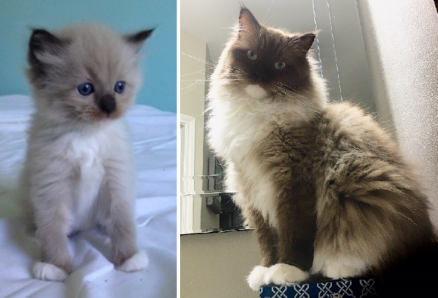 Transição de gatos coloridos:progressão de cores de gatos Ragdoll