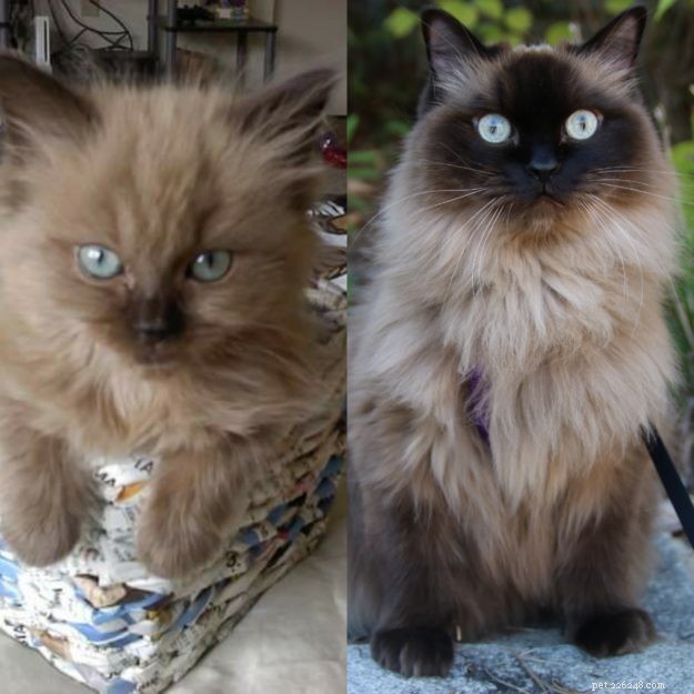 Transition des chats colorpointés :Progression des couleurs des chats Ragdoll