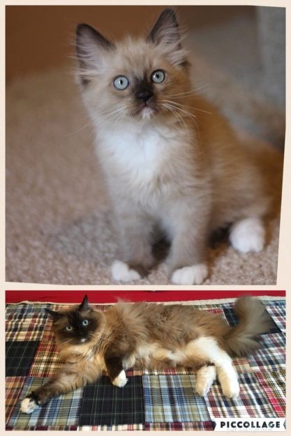 Transição de gatos coloridos:progressão de cores de gatos Ragdoll