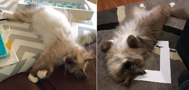 Colorpointed Cats Transition:Ragdoll Cats Color Progression