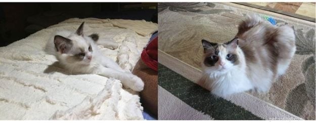 Colorpointed Cats Transition：Ragdoll Cats Color Progression