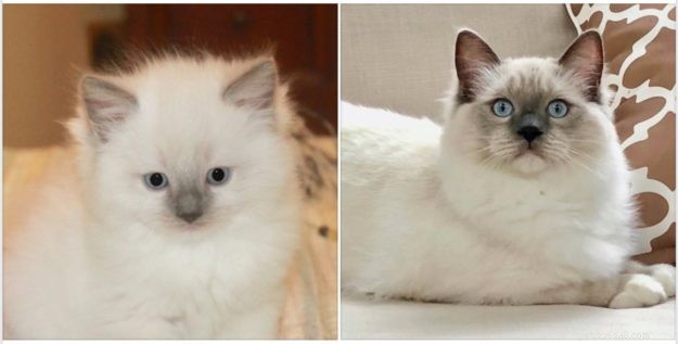 Colorpointed Cats Transition:Ragdoll Cats Color Progression