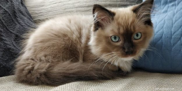 Mr。シェルビー–今月のラグドール子猫