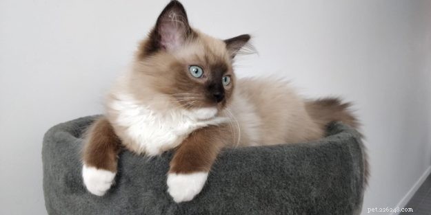 Mr. Shelby – Ragdoll Kitten van de Maand