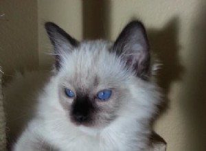 Blossom Brody vas Ratsbane – Ragdoll of the Week