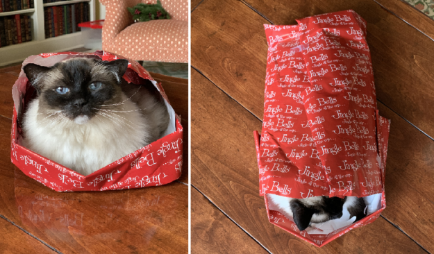 Een kat inpakken voor Kerstmis