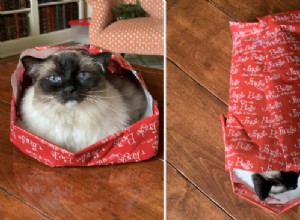 クリスマスに猫を包む方法 