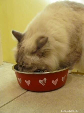 猫は本当に何を食べるべきですか？ DVMのサラ・ブランドン博士への猫の栄養に関するインタビュー 