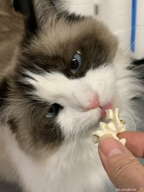 Gatos podem comer pipoca? 🍿 A pipoca é segura para os gatos comerem?