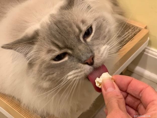 Gatos podem comer pipoca? 🍿 A pipoca é segura para os gatos comerem?
