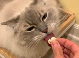Могут ли кошки есть попкорн? 🍿 Безопасен ли попкорн для кошек?