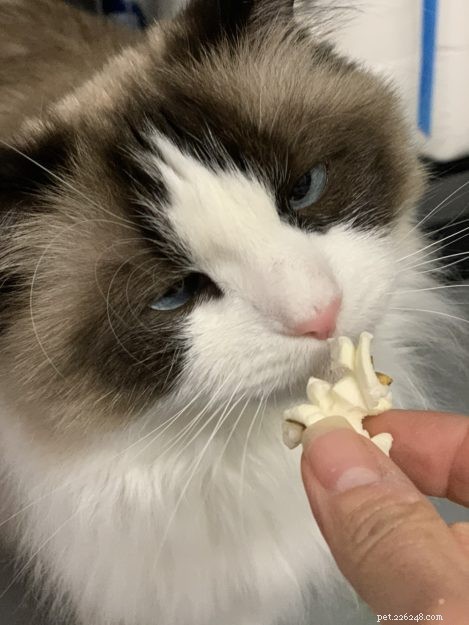 Můžou kočky jíst popcorn? 🍿 Je popcorn pro kočky bezpečný?