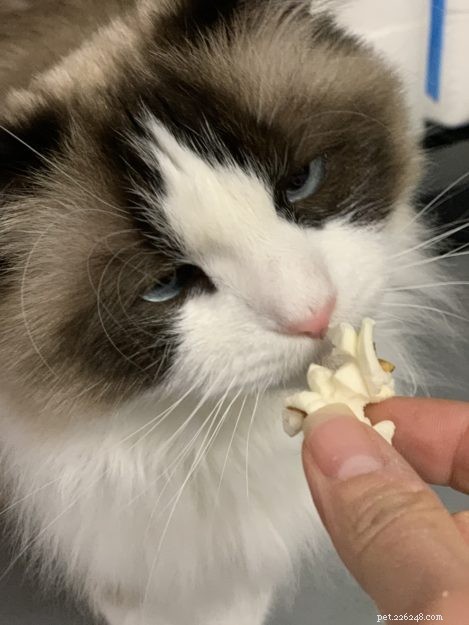 Les chats peuvent-ils manger du pop-corn ? 🍿 Le pop-corn est-il sans danger pour les chats ?