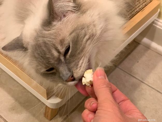 Můžou kočky jíst popcorn? 🍿 Je popcorn pro kočky bezpečný?