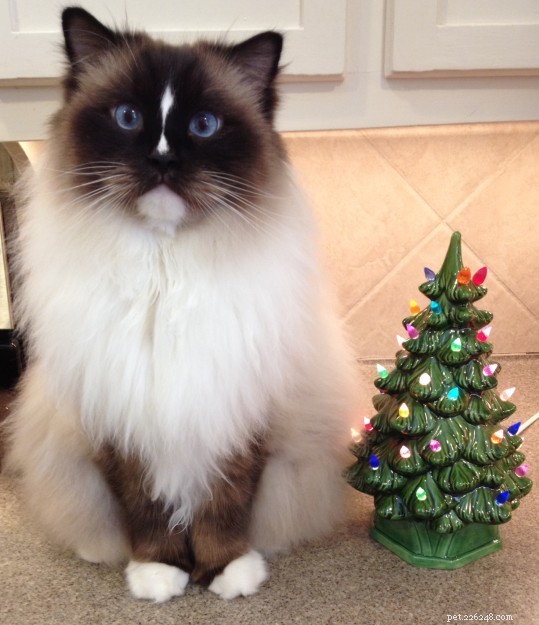 Kočky a vánoční stromky:Nejlepší metody pro stromeček bez stresu