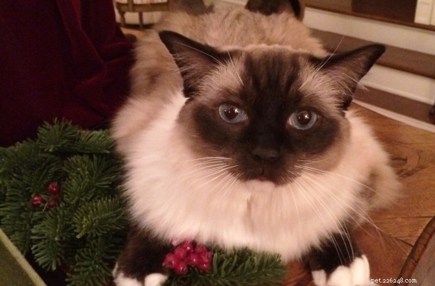 Kočky a vánoční stromky:Nejlepší metody pro stromeček bez stresu