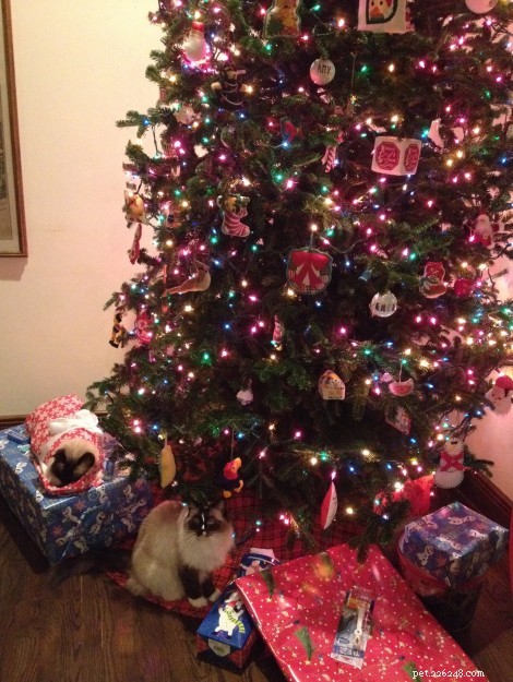 Gatti e alberi di Natale:i metodi migliori per un albero senza stress
