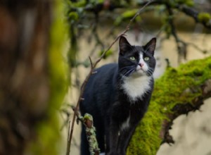 タキシード猫についての面白い事実 