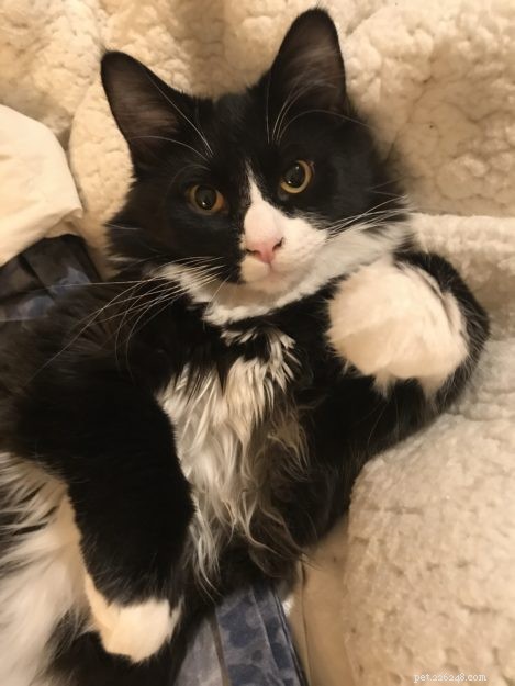 Roliga fakta om Tuxedo Cats