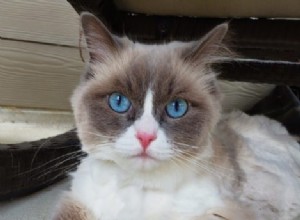 Mali – Ragdoll van de week