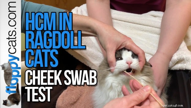 Teste de HCM em gatos – Como fazer o teste de esfregaço de bochecha de gato Ragdoll