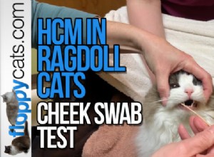 고양이 테스트의 HCM – Ragdoll 고양이 뺨 면봉 테스트 방법