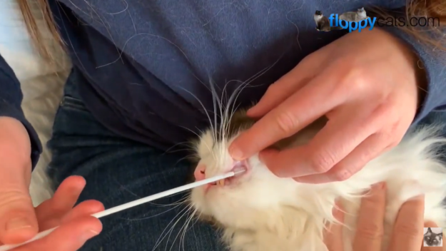HCM v testování koček – Jak provést test výtěru z tváří kočky Ragdoll