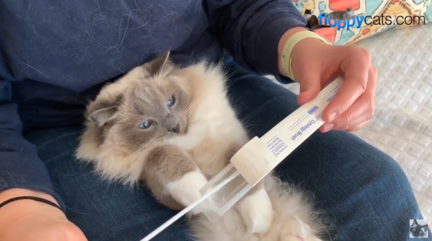 HCM nei test sui gatti:come eseguire il test del tampone guanciale di gatto Ragdoll