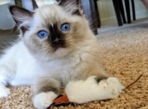 K.B. Beauregard – Ragdoll Kitten van de Maand