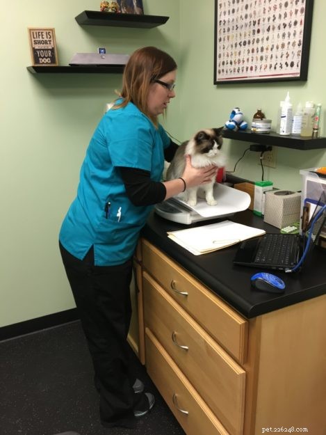 Vaccinaties die katten nodig hebben:een interview met Sarah Brandon, DVM