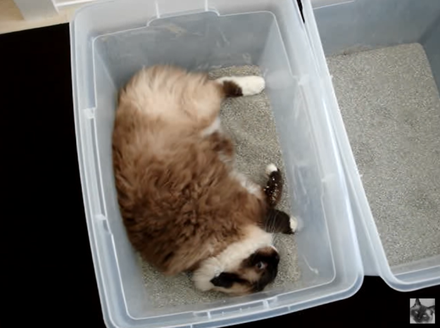 Pourquoi les chats se roulent-ils dans une litière ?