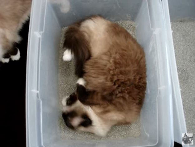 Por que os gatos rolam em uma caixa de areia?