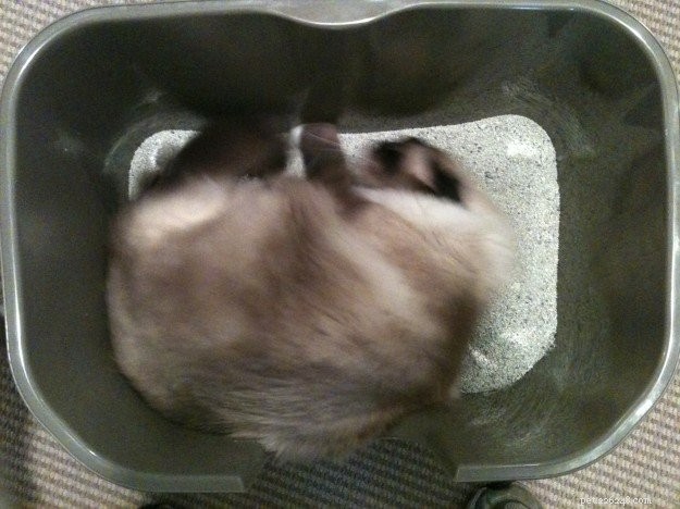 Pourquoi les chats se roulent-ils dans une litière ?