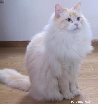 빨간 봉제인형 또는 플레임 포인트 봉제인형 고양이
