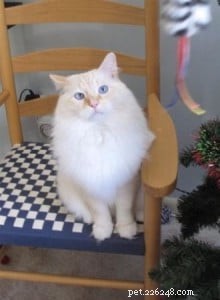 빨간 봉제인형 또는 플레임 포인트 봉제인형 고양이