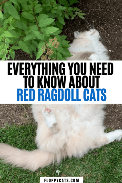Ragdolls rouges ou chats Ragdoll Flame Point