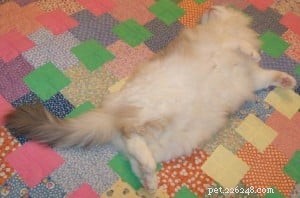 Rode Ragdolls of Flame Point Ragdoll Cats