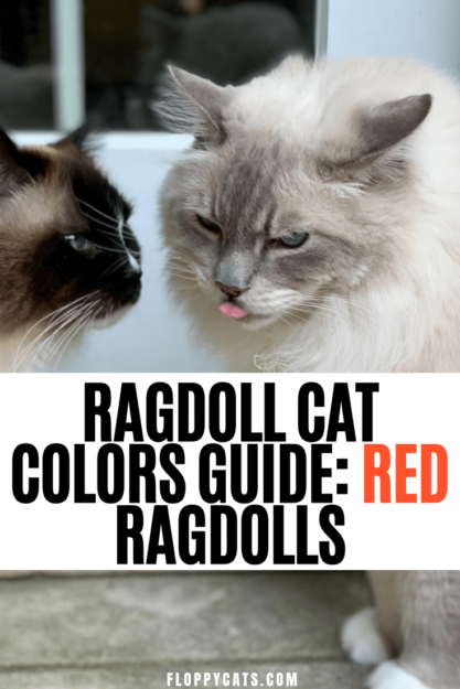Ragdoll rossi o gatti Ragdoll a punta di fiamma