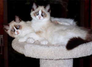 Winston &Churchill – Ragdolls van de week