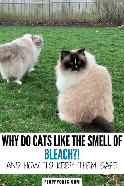 Waarom houden katten van bleekmiddel?