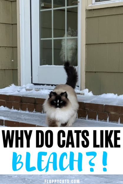Por que os gatos gostam de lixívia?
